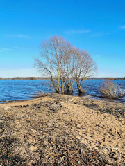 The tree is in the water.The lake flooded the Bank with a tree.The lake in the spring. Sandy beach.