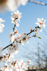Spring trees with blossom flowers. Beautiful background. Blooming tree at sunny spring day. Spring flowers. Abstract blurred background. Springtime