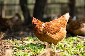 Laying hen