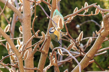 Wiosna i ptaki na drzewach © Agooshi - A. Gryzik