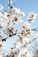 Spring trees with blossom flowers. Beautiful background. Blooming tree at sunny spring day. Spring flowers. Abstract blurred background. Springtime