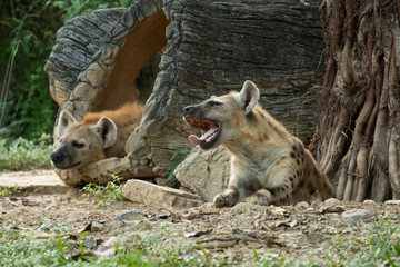 Obraz premium Hyena