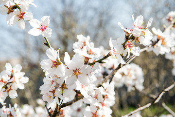 Spring trees with blossom flowers. Beautiful background. Blooming tree at sunny spring day. Spring flowers. Abstract blurred background. Springtime