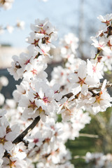 Spring trees with blossom flowers. Beautiful background. Blooming tree at sunny spring day. Spring flowers. Abstract blurred background. Springtime