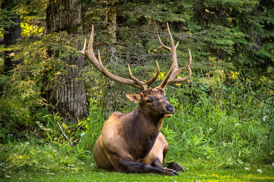 Male Bull Elk