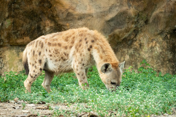 Hyena