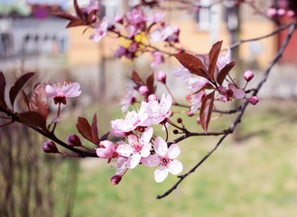 Blooming paradise apple tree
