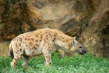 Obraz premium Hyena