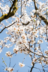 Spring trees with blossom flowers. Beautiful background. Blooming tree at sunny spring day. Spring flowers. Abstract blurred background. Springtime