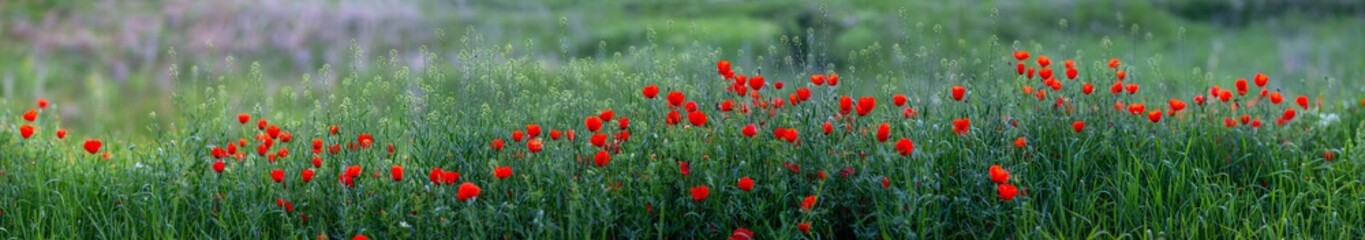 Allphotokz Poppy 20130517 2910 5DM3 PS