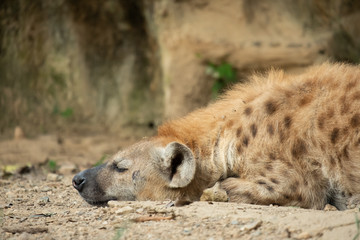 Hyena