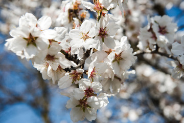 Spring trees with blossom flowers. Beautiful background. Blooming tree at sunny spring day. Spring flowers. Abstract blurred background. Springtime