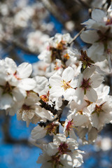 Spring apricot trees with blossom flowers. Beautiful background. Blooming tree at sunny spring day. Spring apricot flowers. Abstract blurred background. Springtime