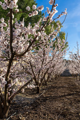 Naklejka premium flowering apricot tree