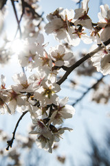 Spring apricot trees with blossom flowers. Beautiful background. Blooming tree at sunny spring day. Spring apricot flowers. Abstract blurred background. Springtime