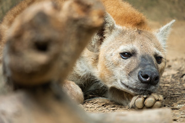 Naklejka premium Hyena