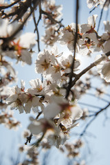 Spring apricot trees with blossom flowers. Beautiful background. Blooming tree at sunny spring day. Spring apricot flowers. Abstract blurred background. Springtime