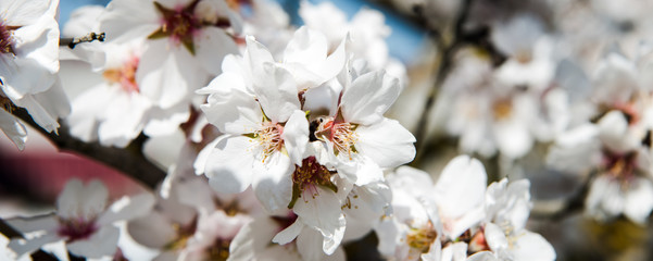Obraz premium Spring apricot trees with blossom flowers. Beautiful background. Blooming tree at sunny spring day. Spring apricot flowers. Abstract blurred background. Springtime