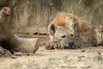 Hyena