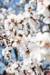 Spring apricot trees with blossom flowers. Beautiful background. Blooming tree at sunny spring day. Spring apricot flowers. Abstract blurred background. Springtime