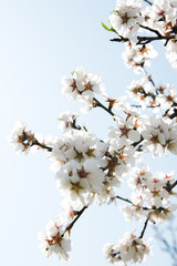 Spring apricot trees with blossom flowers. Beautiful background. Blooming tree at sunny spring day. Spring apricot flowers. Abstract blurred background. Springtime