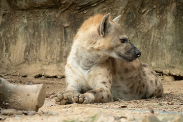 Hyena
