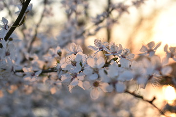 spring flowers in the spring