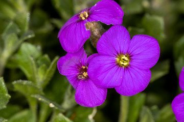Purple flower with yellow pollen on green background