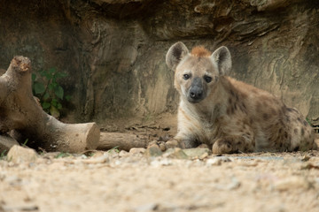 Fototapeta premium Hyena