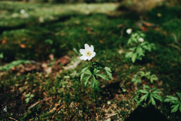 Wild white snowdrop