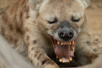 Obraz premium Hyena
