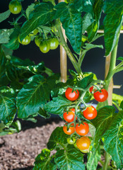 Fresh Tomatoes on Balcony garden