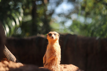 Meerkat on the lookout