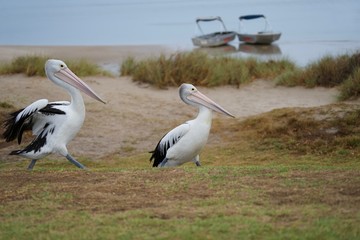 Pélicans au bord de la plage 
