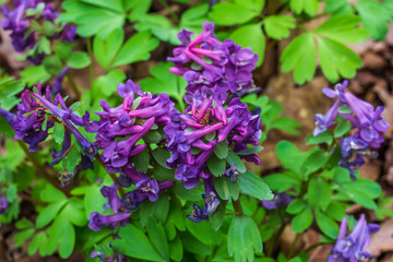 Corydalis. Corydalis solida. Violet flower forest blooming in spring. The first spring flower, purple. Wild corydalis in nature.