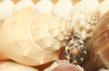Focus shell of shellfish soft light