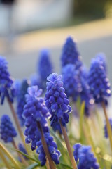 Der Bl&uuml;tentraum