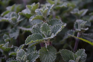 Der Gr&uuml;ne Traum