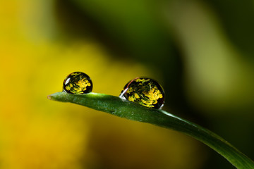 Gentle reflection in the water droplets macro photo