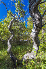 The Crooked Bush