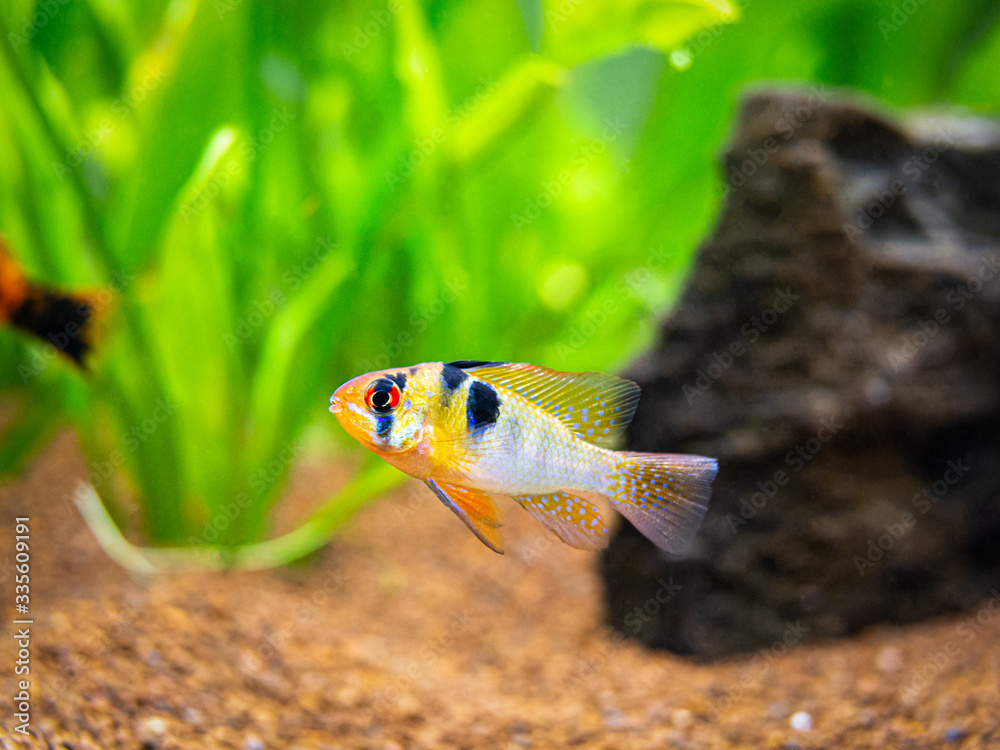 Poster ram cichlid (Mikrogeophagus ramirezi) in a fish tank with blurred background - Posters