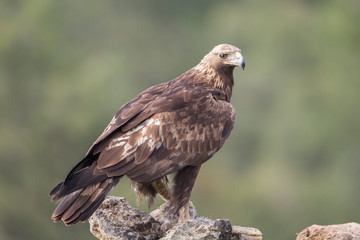Golden Eagle close up, Aquila chrysaetos, Andalusia, Spain