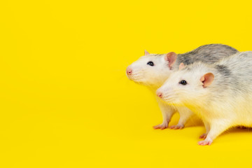 Portrait of two Funny fat rats isolated on yellow.