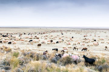 Fototapeta na wymiar Many various marked colorful sheeps in white field by the lake of Tuz in Turkey. Farming and travelling in asia.