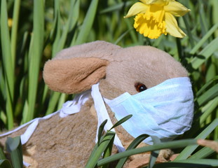 Flauschiger, brauner Osterhase mit Mundschutz auf einer Wiese mit Osterglocken
