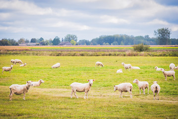 Fototapeta na wymiar White freshly shaved sheeps are walking around in the green farm site i Lithuania countryside. Farming and domestic sheeps in ES.2020