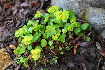 Śledziennica skrętolistna Chrysosplenium alternifolium