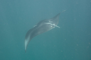 Manta ray, Ningaloo reef, Western Australia