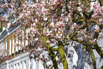 Fototapeta na wymiar Blooming pink magnolia tree in front of terraced houses in South Kensington, United Kingdom UK