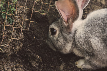 Close up picture at white rabbit in a farm. Green leaves as background
